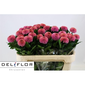 Chr G Ov Cerise