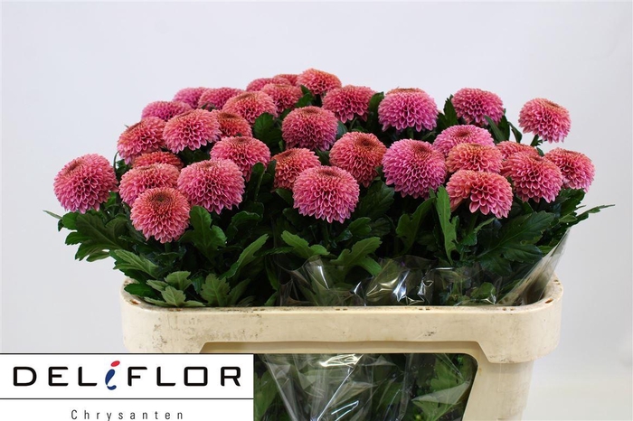 <h4>Chr G Ov Cerise</h4>