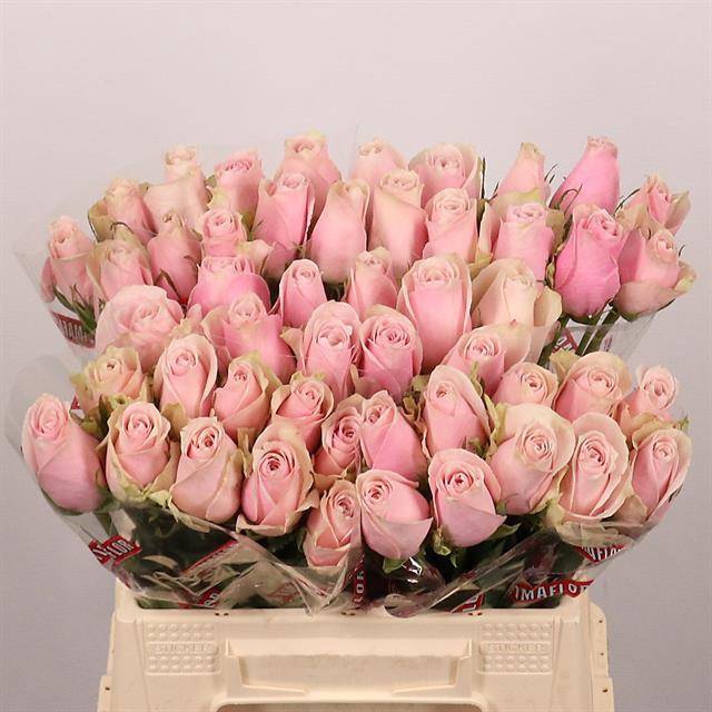 <h4>R Gr Pink Athena Extra Tima</h4>