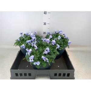 Viola corn. 'Evo Mini Marina'