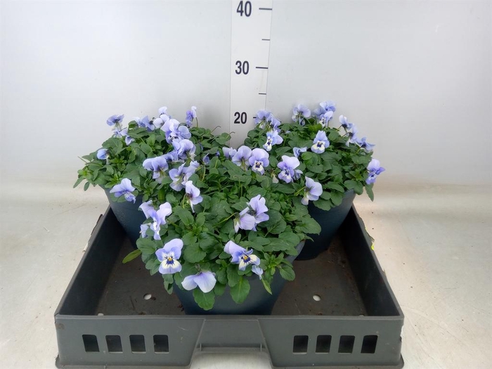 <h4>Viola corn. 'Evo Mini Marina'</h4>