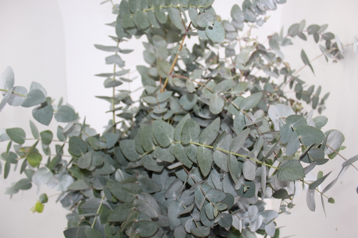 <h4>FOLHAGEM EUCAFLOR</h4>