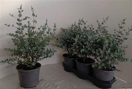 <h4>Eucalyptus gunnii</h4>