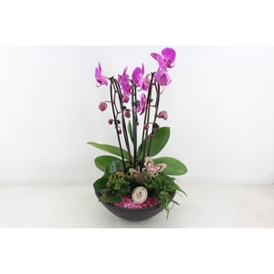 arr2 PL - Ebbischaal phal. lila STD