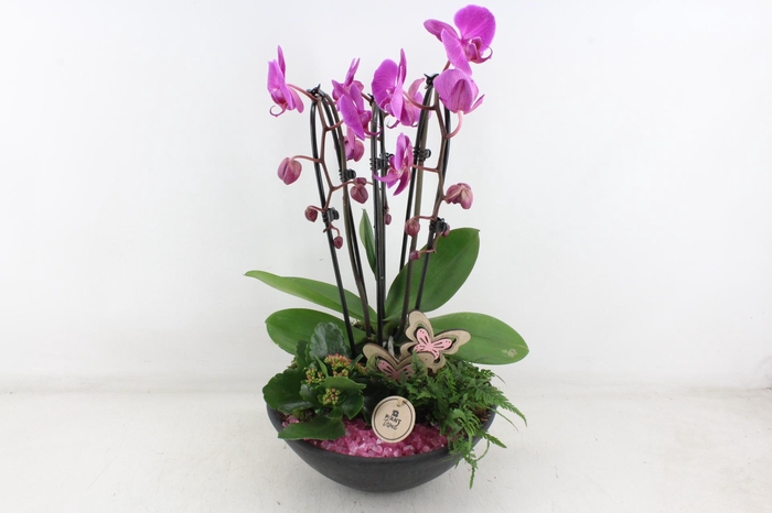 <h4>arr2 PL - Ebbischaal phal. lila STD</h4>