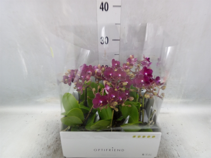 <h4>Phalaenopsis multi.   ...red</h4>