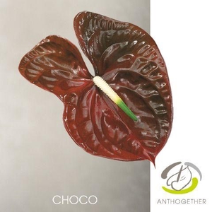Anthurium Choco