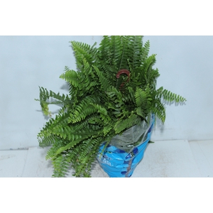 SAMAMBAIA AMERICANA MINI C18