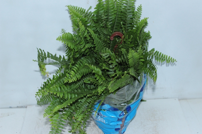 <h4>SAMAMBAIA AMERICANA MINI C18</h4>