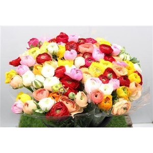 Ranunculus Eleg Mix Rainbow