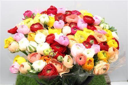 <h4>Ranunculus Eleg Mix Rainbow</h4>