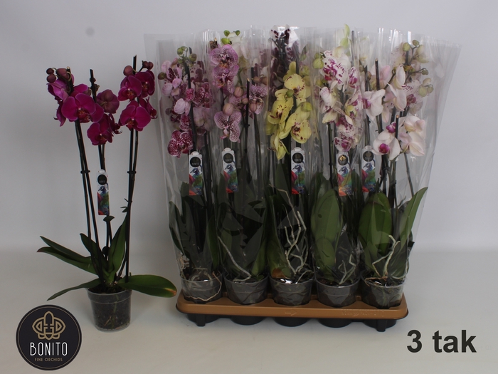 <h4>PHAL GEM 8 KL</h4>