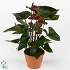 Anthurium Chocolate Beauty 12Ø 45cm