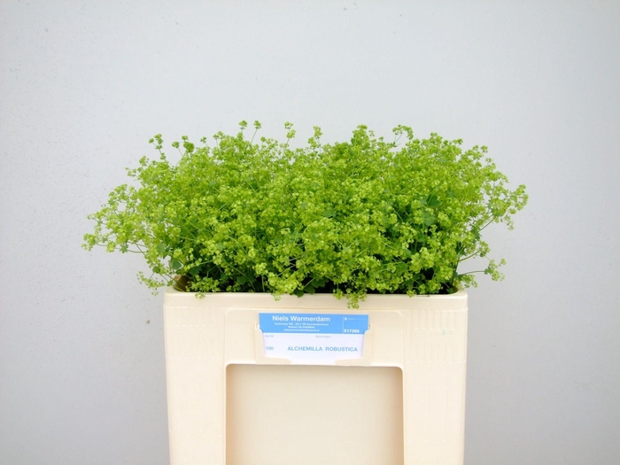 <h4>ALCHEM M ROBUSTICA</h4>