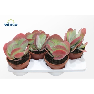 Kalanchoe Thyrsiflora