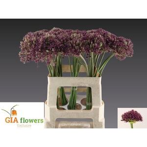 ALLIUM  MIAMI