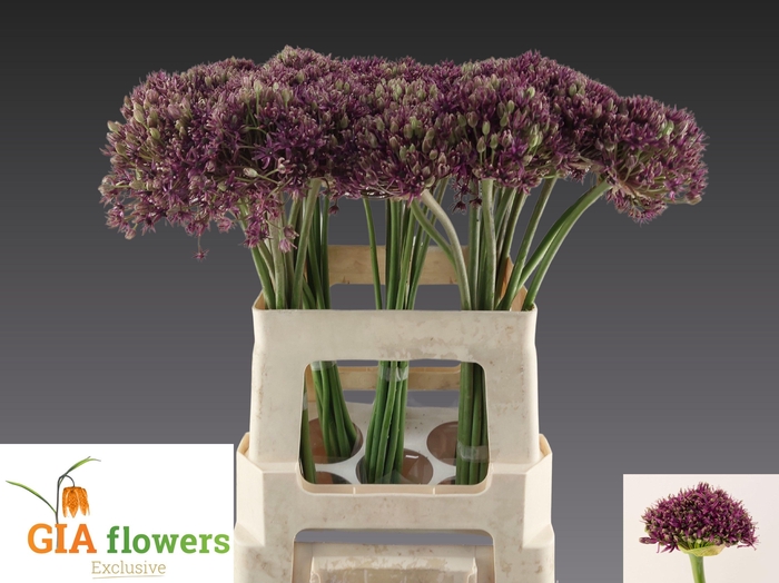 <h4>ALLIUM  MIAMI</h4>