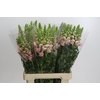 Antirrhinum Potomac Pink