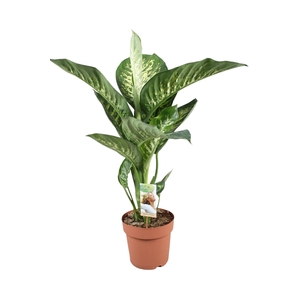 Dieffenbachia Tropic Snow