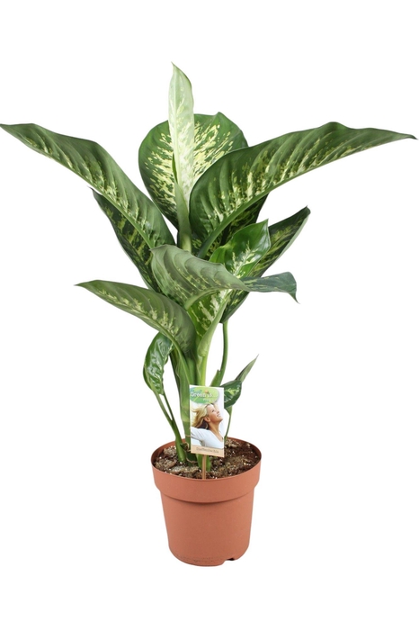 <h4>Dieffenbachia Tropic Snow</h4>