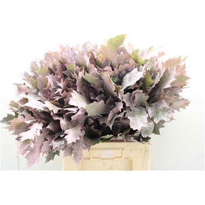 Eik Frosted Lichtrose