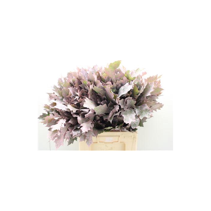 <h4>Eik Frosted Lichtrose</h4>
