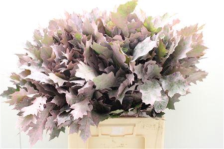 Eik Frosted Lichtrose