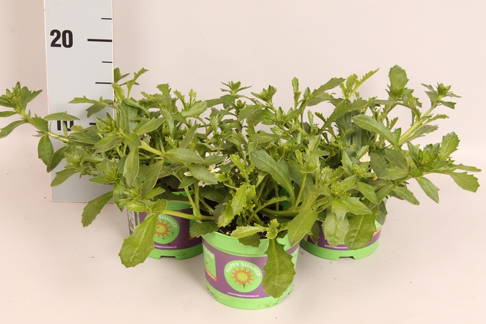 Scaevola White