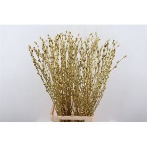 Salix Goud 180cm