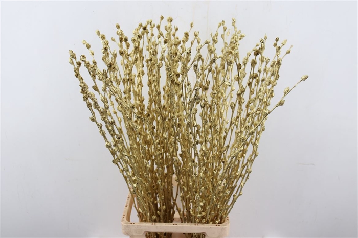 <h4>Salix Goud 180cm</h4>