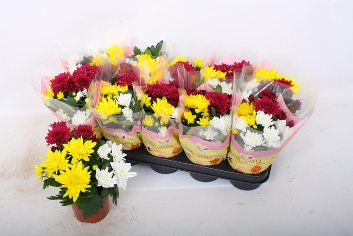 <h4>CHRYS GEM IN POT</h4>