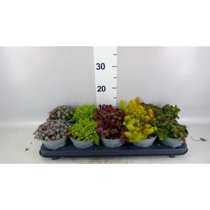 Sedum   ...