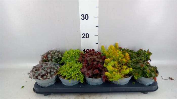 <h4>Sedum   ...</h4>