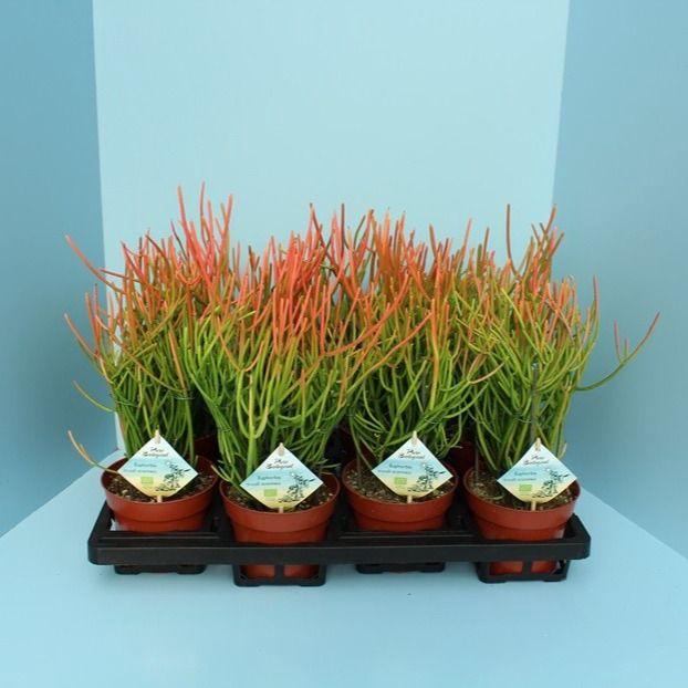 Bio Euphorbia tirucalli stramineus 50-STRAM13