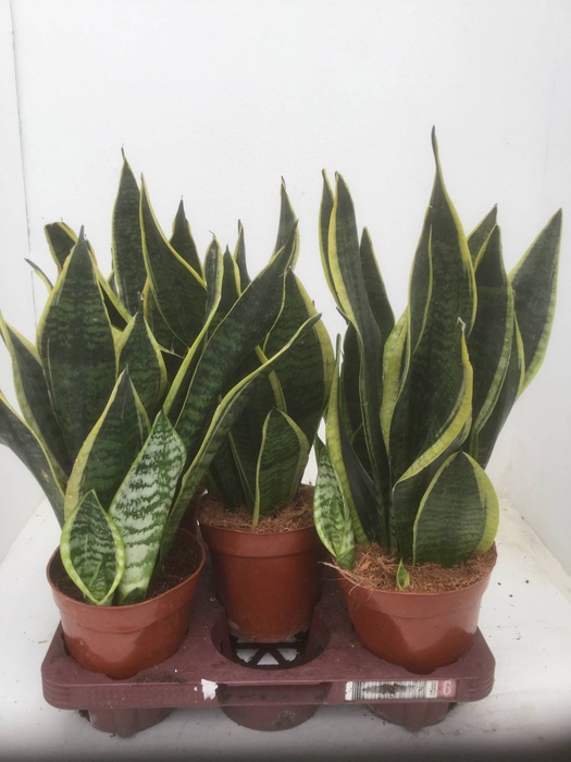 Sansevieria trifa. 'Futura Superba'