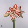 HIPPEASTRUM DG 'DANCING QUEEN'
