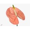 Anthurium Evita Pink