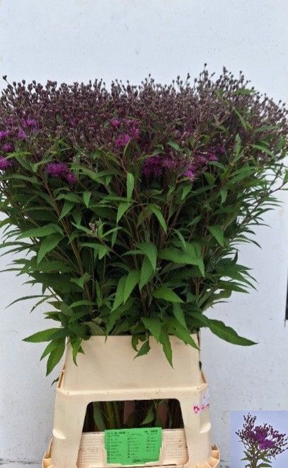 <h4>VERNONIA CRINITA</h4>