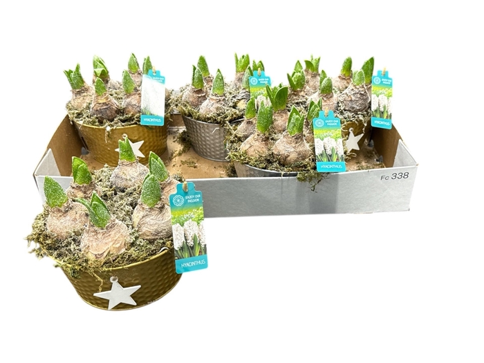 <h4>ARR HYACINTH</h4>