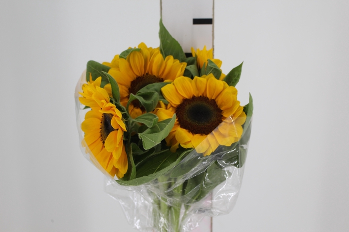 GIRASSOL 080 CM