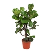 Ficus Lyrata vertakt FiLy30Vt