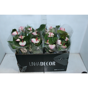 ANTHURIUM PRINCE AMALIA ELEGANCE P15