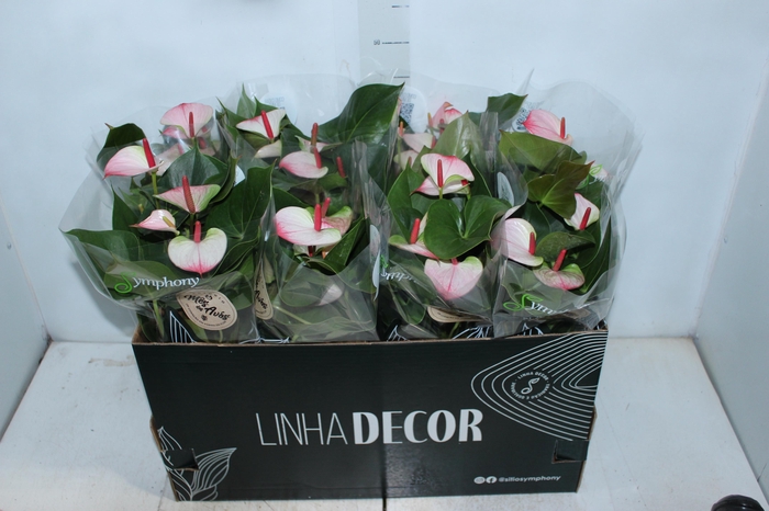 <h4>ANTHURIUM PRINCE AMALIA ELEGANCE P15</h4>