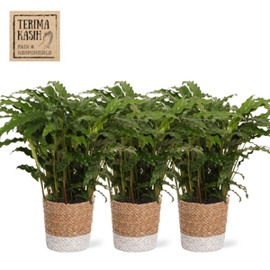 CALAT OV