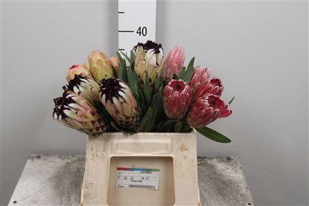 <h4>Protea Mix</h4>