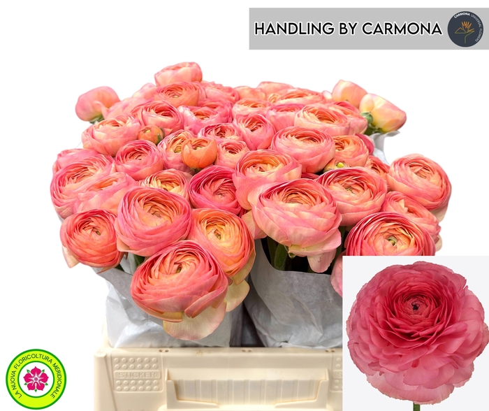 <h4>RAN SU FRAGOLINO</h4>