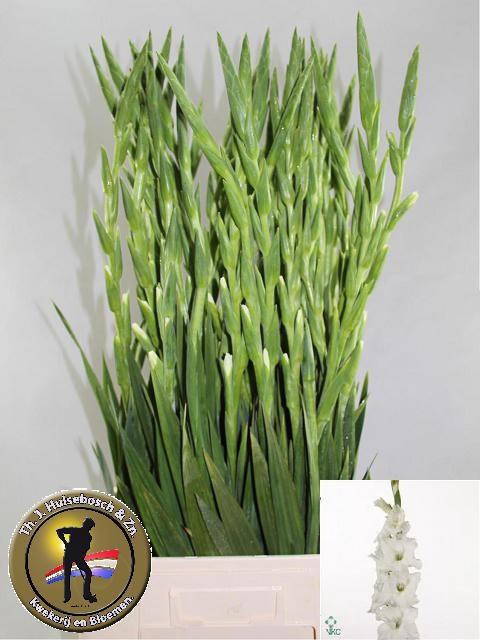 <h4>GLAD GR SOPHIE</h4>