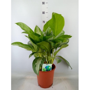 Aglaonema  'Silver Bay'