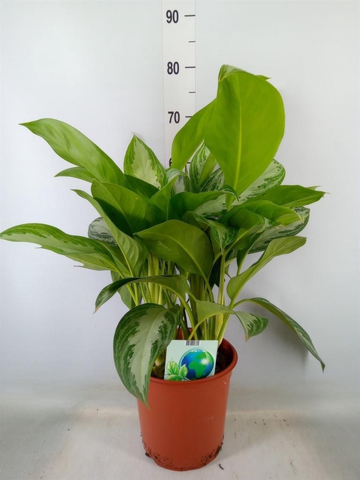 <h4>Aglaonema  'Silver Bay'</h4>