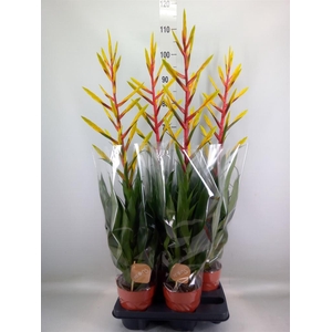 Tillandsia  'Luminosa'